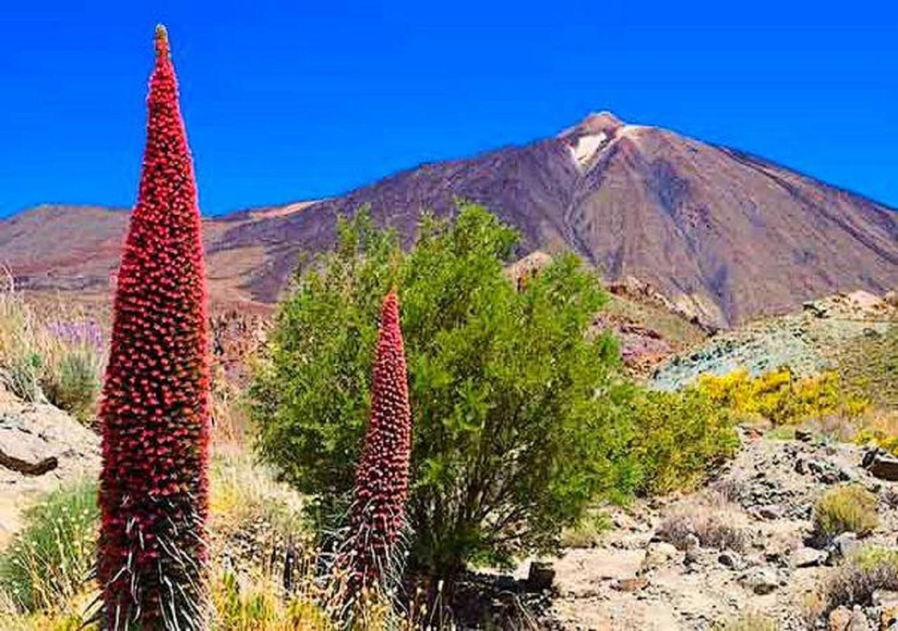 Buena Vibra Tenerife Sur Playa de las Americas  Exterior photo